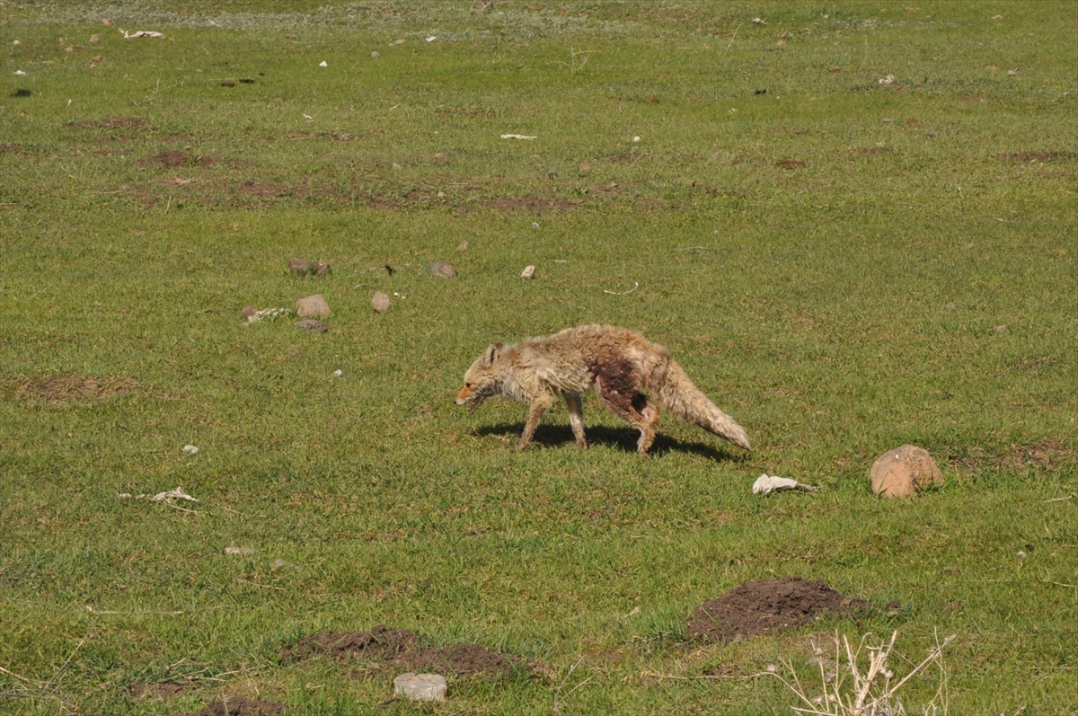 Kars'ta yol kenarında yaralı bulunan yavru tilki tedavi edildi