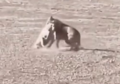 Kendi Ağırlığının İki Katını Alıp Gidiyor: İşte Kurdun Gerçek Gücü