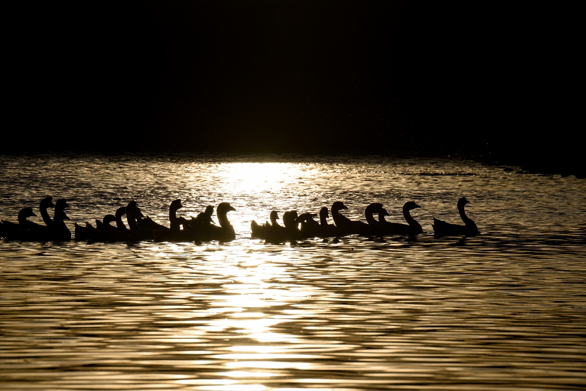 Kışın vazgeçilmez lezzeti kazların sofralara hazırlık süreci başladı