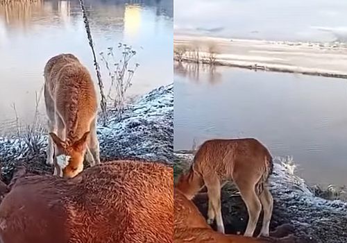 Kura Nehri Kıyısında Yürek Burkan Manzara: Ölen Annesinin Başından Bir An Olsun Ayrılmadı