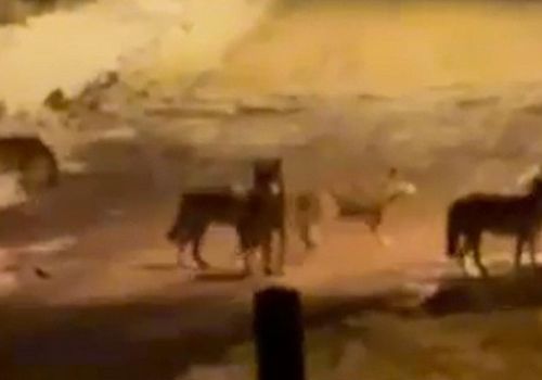 Kurt Sürüsü Gece Saatlerinde Posof İlçe Merkezine İndi