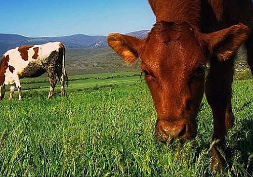 Meraların korunduğu Ardahan'da et, süt ve bal üretimi arttı