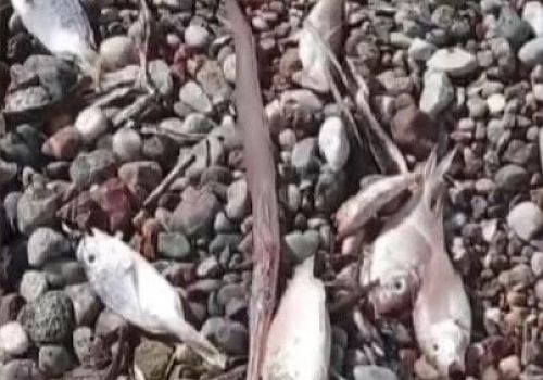Muğla’nın Datça ilçesinde kıyıya vuran ölü balıklar paniğe neden oldu.
