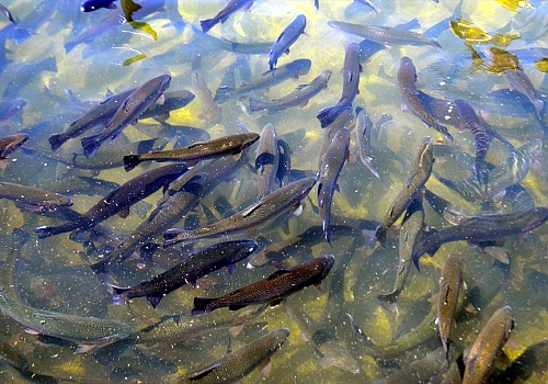 Muş'taki alabalık tesisinde 4 milyon yavru üretimi gerçekleştirildi