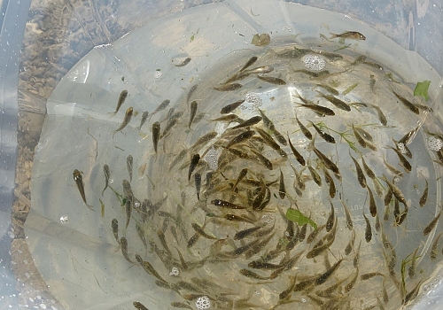 Muş'taki göl, gölet ve barajlara 1 milyon 281 bin 300 yavru sazan bırakıldı