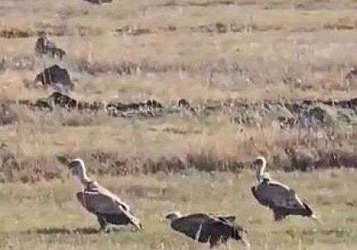 Nesli tükenen kara akbabalar  Ardahan-Çıldır kara yolunda görüntülendi