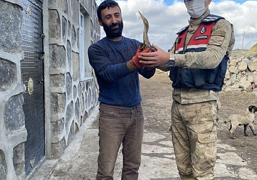Nesli tükenmekten olan yaralı Küçük Balaban kuşu tedavi altına alındı