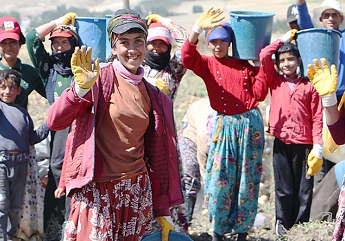 Okullar açıldı, onlar hala tarlada çalışıyor