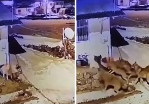 Önceki gün Ardahan da kaydedilen bir görüntü izleyenleri adeta dehşete düşürdü.