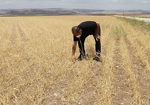 Özalp ve Saray'da etkili olan dolu, ekili alanlara zarar verdi