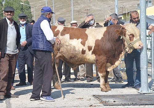 Polis ekipleri Kars'taki hayvan pazarında sahte para ya karşı sıkı tedbir aldı