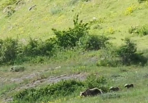 Posof ta  boz ayı ile 2 yavrusu doğada yiyecek ararken görüntülendi.
