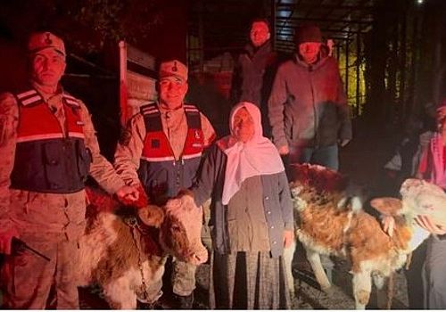 Posof’ta Çalınan Büyükbaş Hayvanlar Jandarmanın Titiz Çalışmasıyla Bulundu