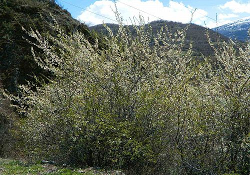 Posof ta hava sıcaklıklarının mevsim normallerine dönmesiyle birlikte baharı yaşanmaya başladı.