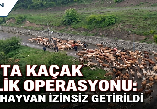 Posof’ta kaçak besicilik operasyonu: İzinsiz getirilen hayvanlar jandarma eliyle tahliye edildi