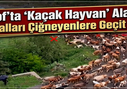 Posof’ta 'Kaçak Hayvan' Alarmı! Kuralları Çiğneyenlere Geçit Yok