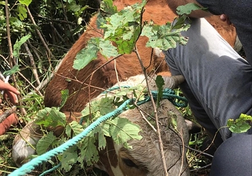 Posof ta kayalıklarda mahsur kalan inek AFAD ekiplerince bulunduğu yerden kurtarıldı 