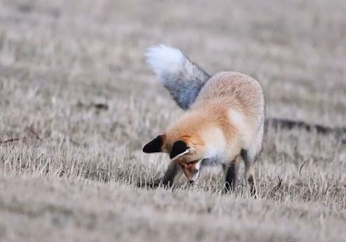 Posof’ta Kızıl Tilkinin Hayatta Kalma Mücadelesi Kamerada!
