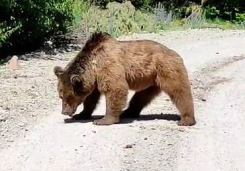Posof ta köy yoluna inen boz ayı görüntülendi