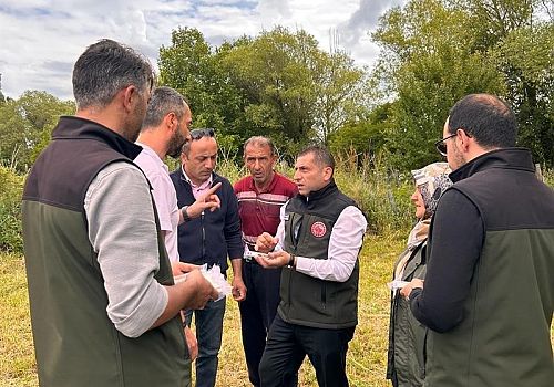Posof ta  Samuray arıları, kahverengi kokarca ile mücadele için doğaya salındı