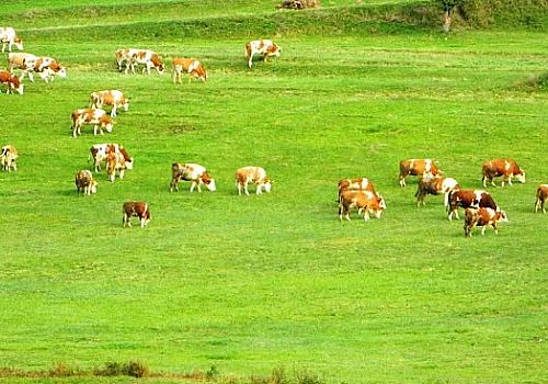 Posof ta sonbahara rağmen bahardan kalma günler yaşanıyor.