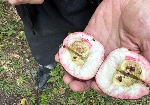 Posof ta Tescilli Kırmızı Elmanın Hasadı Başladı