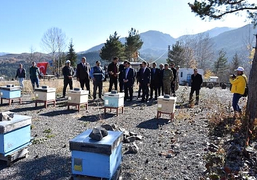 Posof ta Yılda 800 adet ana arı üretimi yapıyorlar