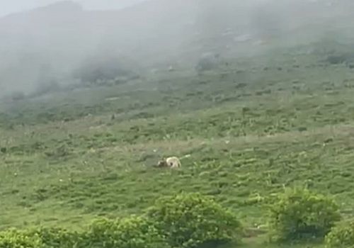 Posof ta yiyecek arayan beyaz boz ayılar görüntülendi