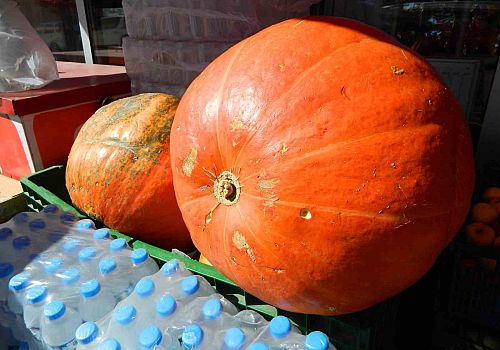 Posof Türkgözü Mahallesi’nde 36 kilogram dev kabak yetiştirildi