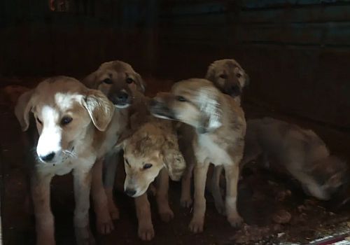 Posof un Sokak Köpekleri Göleye Taşındı 