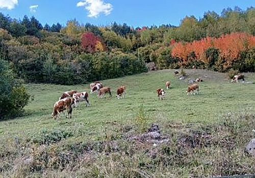 Posof’un Sonbahar Renkleri Görenleri Büyülüyor