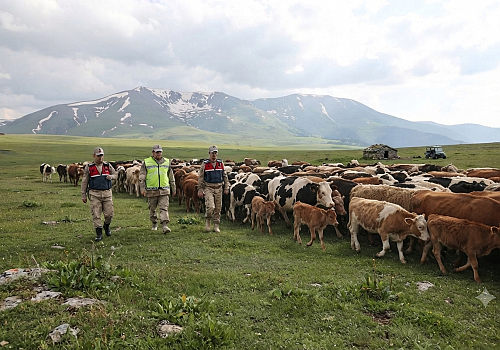 Posof Yaylalarında Sürü Krizi: Kaçak Kira İddiaları İlçe Merkezini Hareketlendirdi