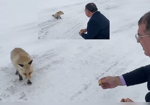Sahara Geçidi’nde tilkiye yiyecek verdi