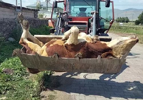Şap hastalığı Ardahan ve ilçelerinde büyük bir krize dönüştü