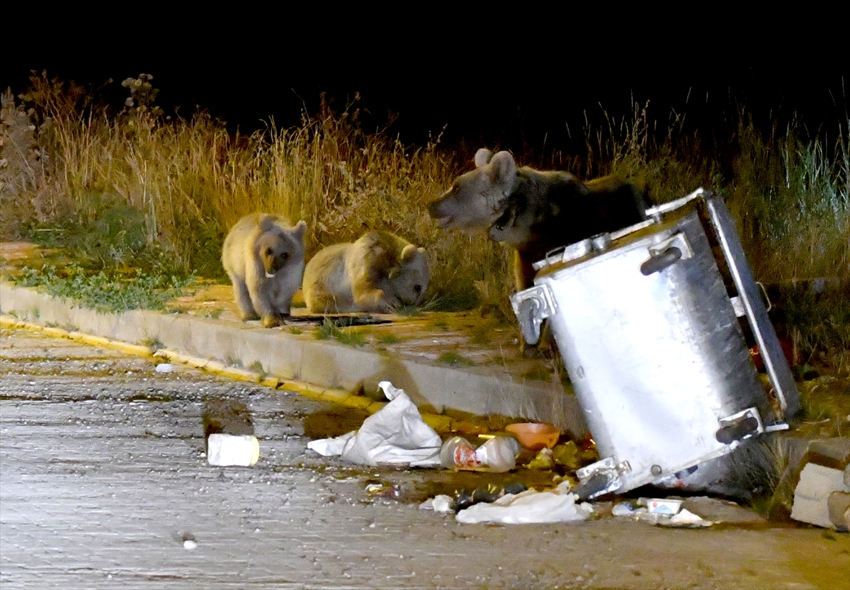Sarıkamış'ta bozayılar çöp konteynerlerini mesken tuttu