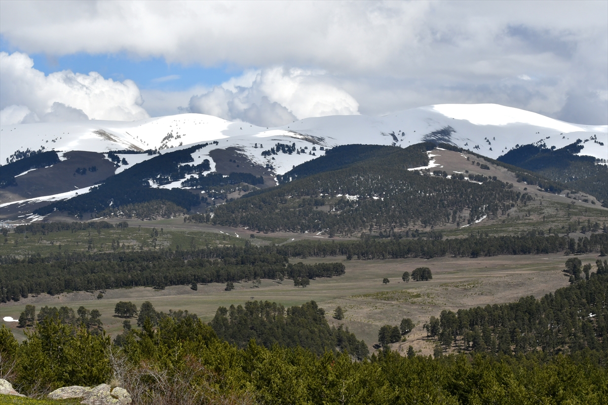 Sarıkamış'ta ilkbahar güzelliği