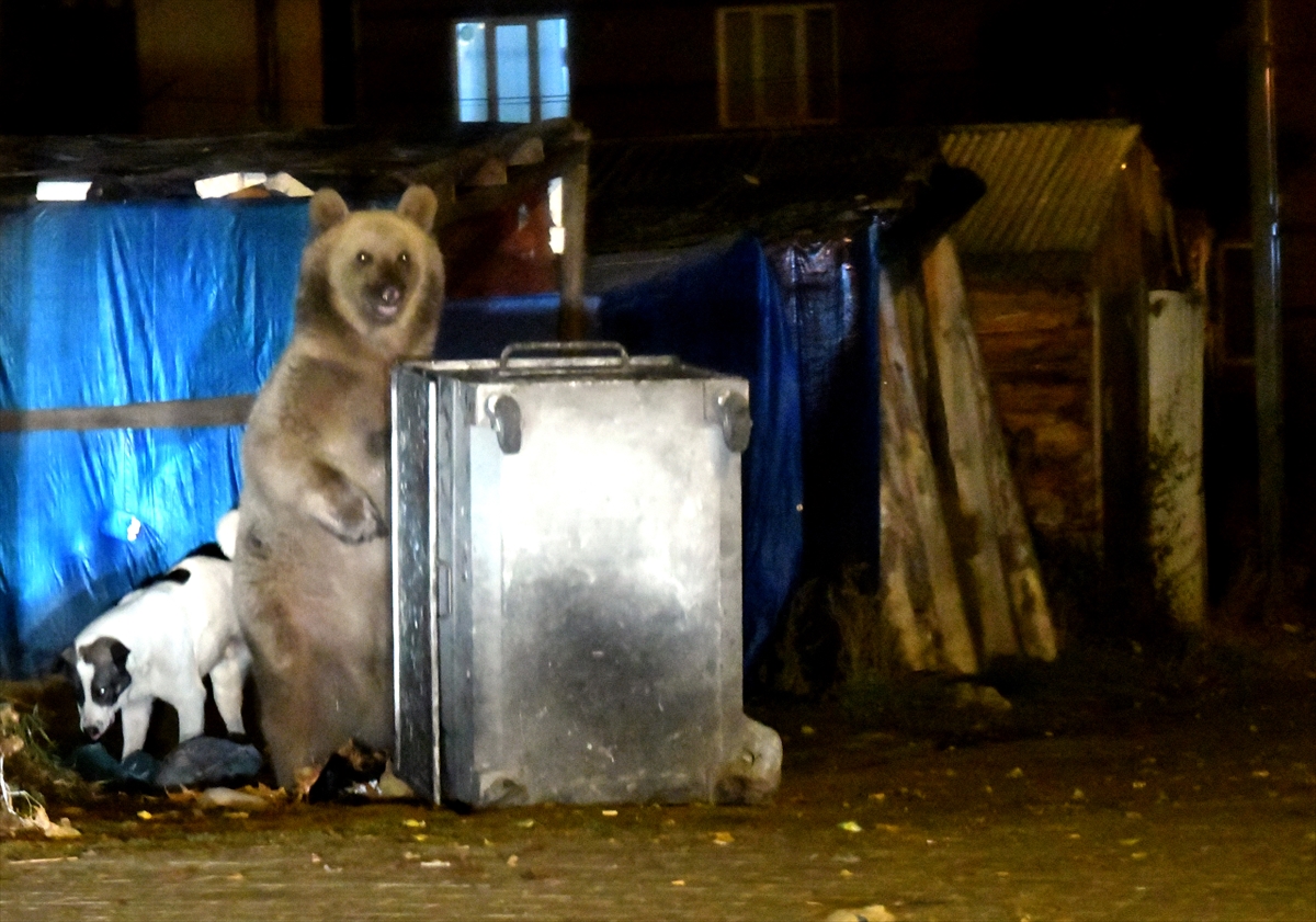 Sarıkamış'ta mahalleye inen bozayı ve tilki görüntülendi