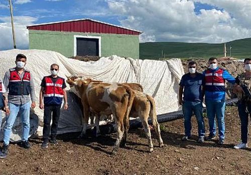 Şavşat ta  çalınan 7 büyükbaş hayvan Ardahan'da bulunarak sahibine teslim edildi.