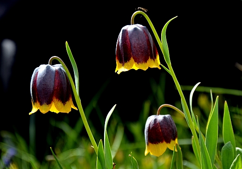 Şehitler diyarı Sarıkamış rengrenk çiçeklerle bezendi