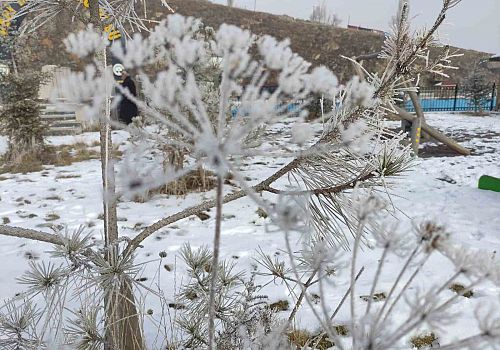 Sibirya soğuklarının etkili olduğu Ardahan’da ağaçlar kırağı tuttu, araçlar çalışmadı.