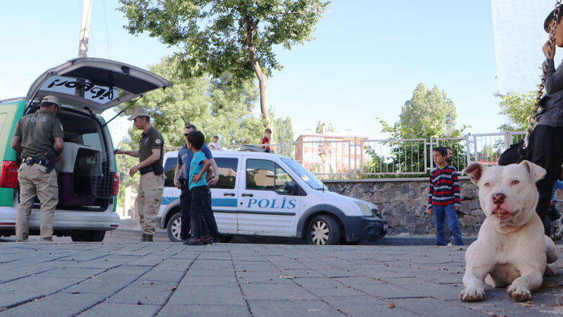 Sokağa bırakılan Pitbull cinsi köpeği evine götürürken polise yakalandı