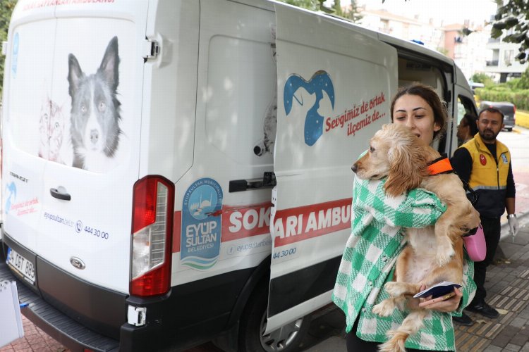 Sokak hayvanları ambulansı Eyüpsultan'ın mahallelerinde