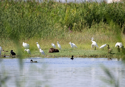 Su maymunu yaban kuşlarıyla Ağrı Dağı Milli Parkı'nda beslenirken görüntülendi