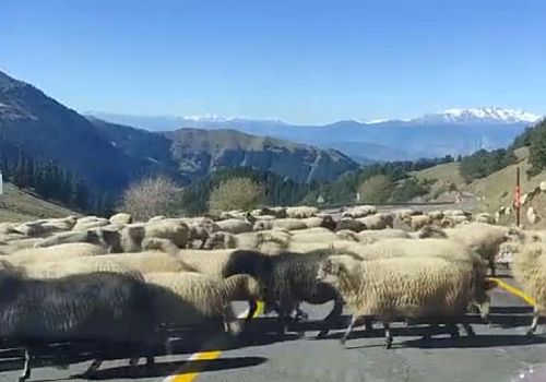Sürüyü karayolunda karşıdan karşıya geçiren çobanlar