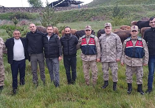 Susuz’!da çalınan 12 büyükbaş hayvan, Ardahan’da bulundu