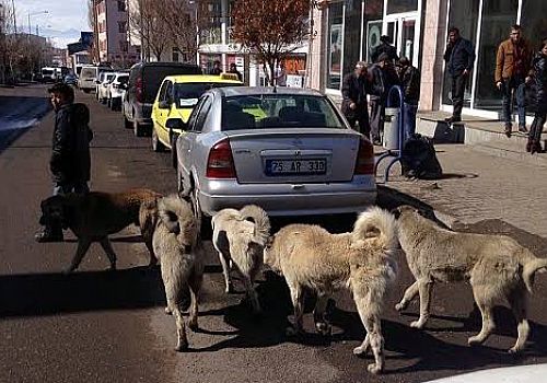 Tarım ve Orman Bakanlığı başıboş köpekleri toplamayan belediyelere,ceza kesecek