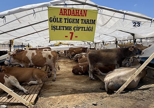 TİGEM Göle'deki çiftlikte yetiştirilen kurbanlık hayvanları İstanbul da satıyor 