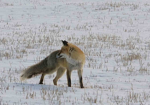 Tilkinin karla kaplı arazide fare avı