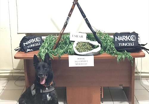 Tunceli'de 2 kişi, 36 kök kenevir bitkisi ve bir miktar esrar ile yakalandı