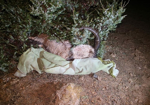 Tunceli'de yaban keçisi avlayan 2 kişiye 126 bin lira ceza kesildi